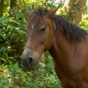 horse capitan in jungle forest
