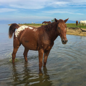 horse changa pooping in beautiful lake