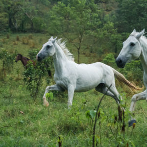 horse courage running on a green meadow