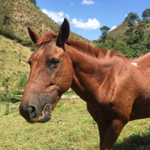 horse darwish eating grass