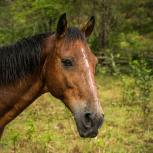 horse django on a green meadow