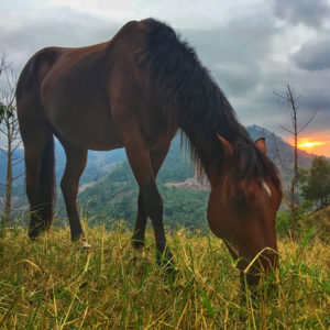 horse mezcal grazing grass at sunset