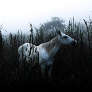 horse payasso foggy sunrise high grass