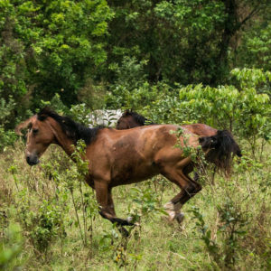 horse robin running fast on a green meadow