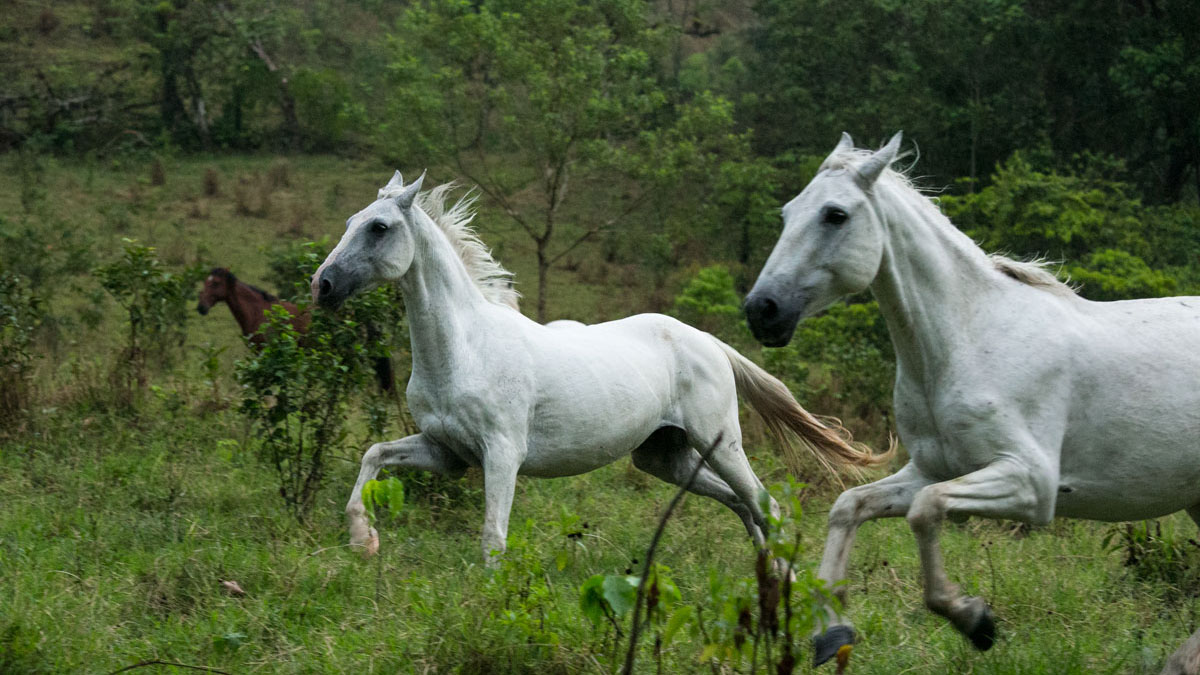 white horses running in a green meadow irina zadek photography